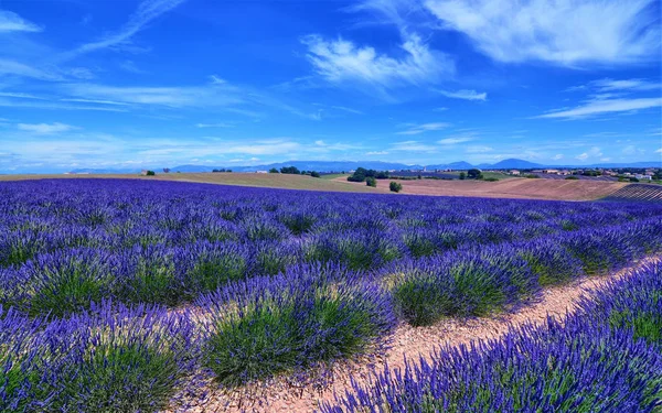 France, Provence, Valensole — стокове фото