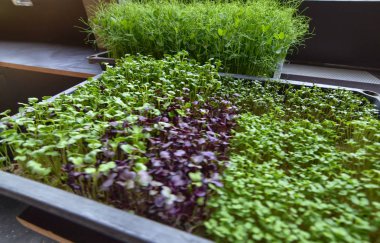 Merkezi kapalı pazar, Kleinmarkthalle