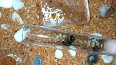 Esaret altındaki Anthill, yeni tanıtılan test tüpünde kraliçe işçiler ve yumurtalarıyla çevrili.