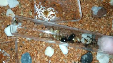 Esaret altındaki Anthill, yeni tanıtılan test tüpünde kraliçe işçiler ve yumurtalarıyla çevrili.