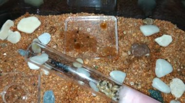 Esaret altındaki Anthill, yeni tanıtılan test tüpünde kraliçe işçiler ve yumurtalarıyla çevrili.
