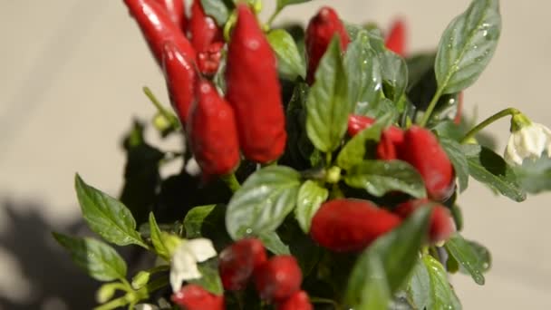 Közelkép Egy Chilis Paprika Ültetvényről Bizonyítékként Kis Piros Paprika Nagyon — Stock videók