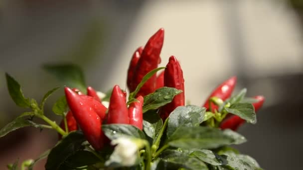 Close Shot Van Een Chili Peperplant Bewijs Kleine Rode Paprika — Stockvideo