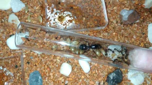 笼中的蚁后 在新引进的试管里 女王被工人和她的蛋围住了 — 图库视频影像