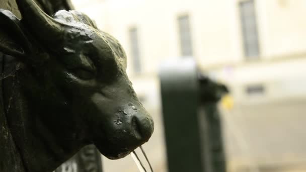 Turín, Piamonte, Italia. Mayo 2019. Una mirada a Piazza Gian Lorenzo Bernini. Un tríptico de fuentes de agua potable, la primera muestra la cabeza clara del toro y las otras borrosas en el fondo . — Vídeo de stock