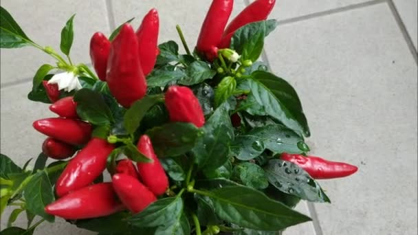 Κοντινό Πλάνο Ενός Φυτού Πιπεριού Τσίλι Στην Απόδειξη Μικρές Κόκκινες — Αρχείο Βίντεο