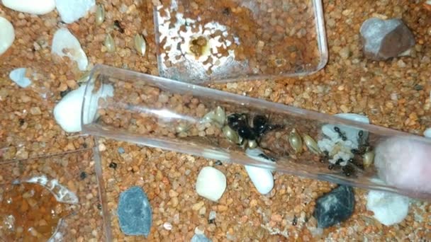 笼中的蚁后 在新引进的试管里 女王被工人和她的蛋围住了 — 图库视频影像