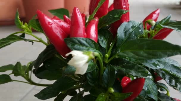 Close Shot Chili Pepper Plant Evidence Small Red Peppers Very — Stock Video