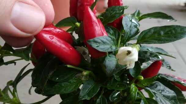 Primer Plano Una Planta Chile Evidencia Los Pequeños Pimientos Rojos — Vídeo de stock