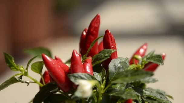 Zblízka Záběr Chilli Papričky Rostliny Jako Důkaz Malé Červené Papriky — Stock video