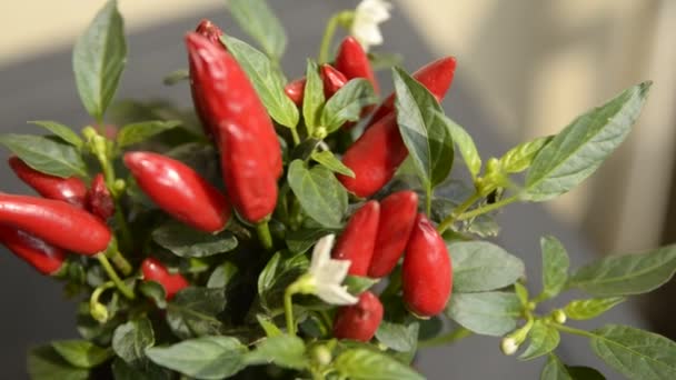 Nahaufnahme Einer Chilipflanze Zum Beweis Verwischten Die Kleinen Roten Paprika — Stockvideo