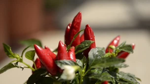 Κοντινό Πλάνο Ενός Φυτού Πιπεριού Τσίλι Στην Απόδειξη Μικρές Κόκκινες — Αρχείο Βίντεο