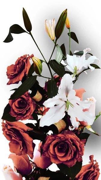 Rosas rojas aisladas sobre un fondo blanco —  Fotos de Stock