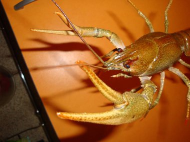 Kanser kırmızı pençeleri ve bıyıklı bir tepside yalan ile haşlanmış