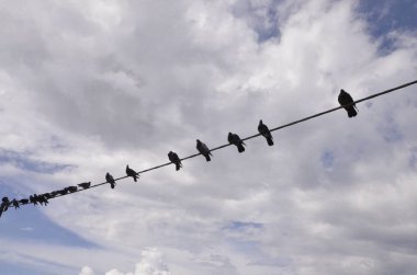 Sonbahar gökyüzünde teller üzerinde üst üste oturan güvercin