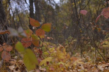 Sarı ve kırmızı sonbahar ağaçların yaprakları bir Sunny sonbahar günü