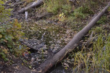 Manzara. Güneşli bir sahilde sarı ve kırmızı yaprakları ile sonbahar ağaçlar.