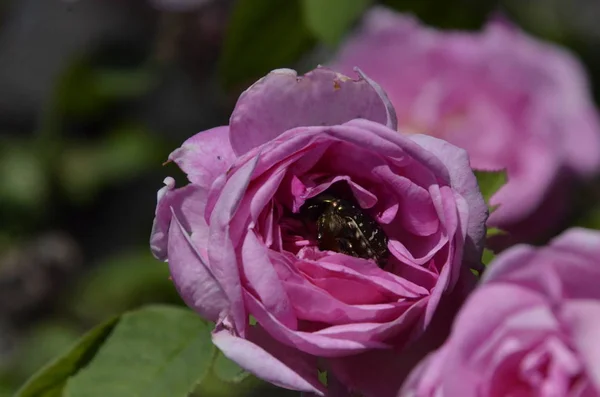 Rosas Jardim Frescas Bonitas Fundo Verde Dia Verão — Fotografia de Stock