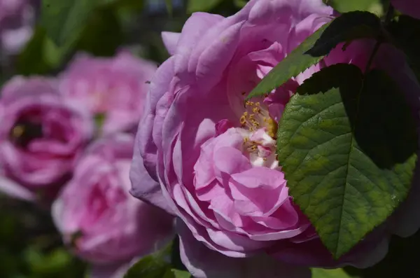 Rosas Frescas Hermosas Jardín Sobre Fondo Verde Día Verano —  Fotos de Stock