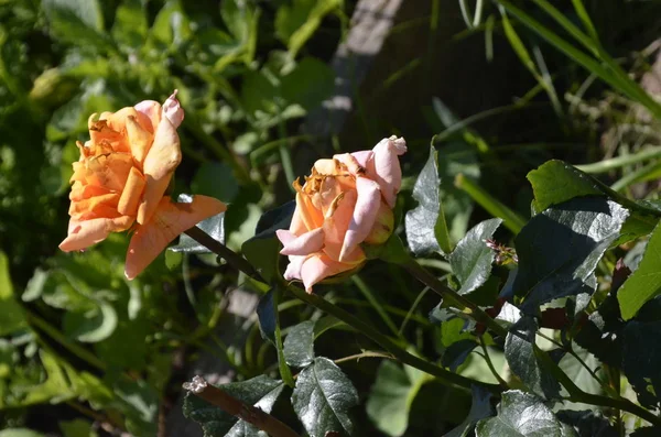 Frische Schöne Gartenrosen Auf Grünem Hintergrund Einem Sommertag — Stockfoto