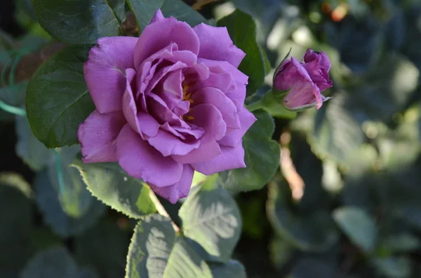 Rosas Jardim Frescas Bonitas Fundo Verde Dia Verão — Fotografia de Stock