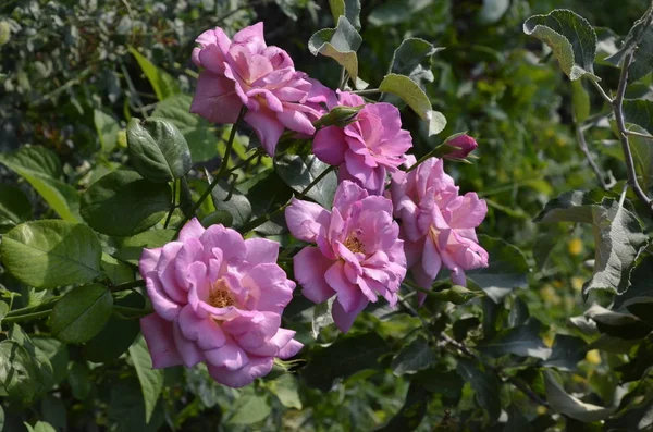 Rosas Frescas Hermosas Jardín Sobre Fondo Verde Día Verano —  Fotos de Stock