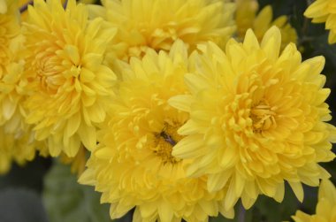 Güneşli bir günde güzel parlak, Sarı Krizantem.