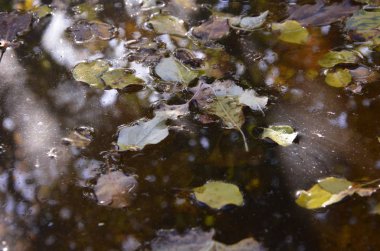 Sonbahar. Sarı kayan bir su birikintisine ağaçlarının yaprakları