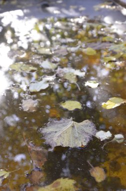 Sonbahar. Sarı kayan bir su birikintisine ağaçlarının yaprakları