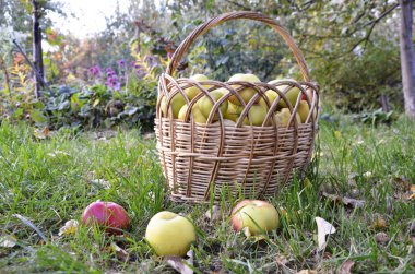Hasır sepet dolu Olgun, sulu elma yeşil çimenlerin üzerinde duran.