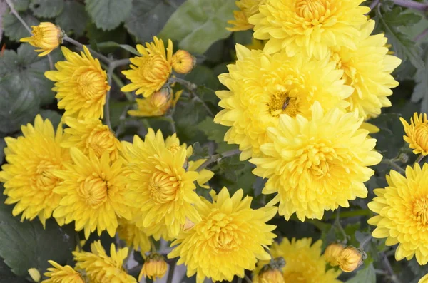 Hermoso Brillante Crisantemos Amarillos Día Soleado —  Fotos de Stock