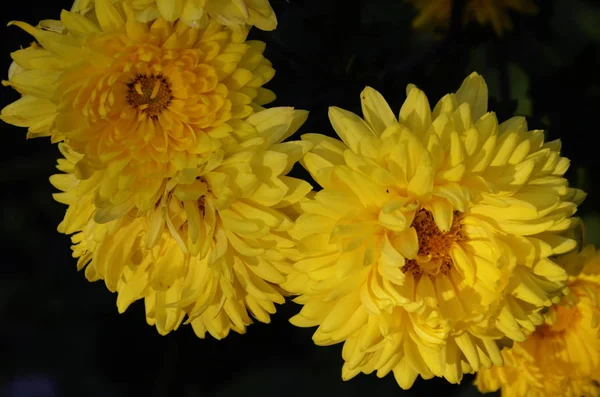 Belos Crisântemos Amarelos Brilhantes Dia Ensolarado — Fotografia de Stock