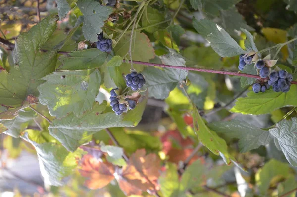 秋に熟したブラックベリーの青い色 — ストック写真