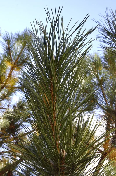 Beautiful Background Pine Branches Long Needles — Stock Photo, Image