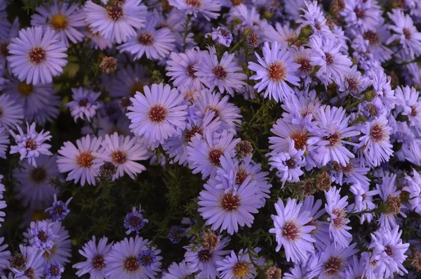 Oktober Blommorna Blå Med Gul Mitten — Stockfoto