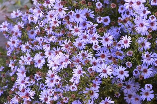 Oktober Blommorna Blå Med Gul Mitten — Stockfoto