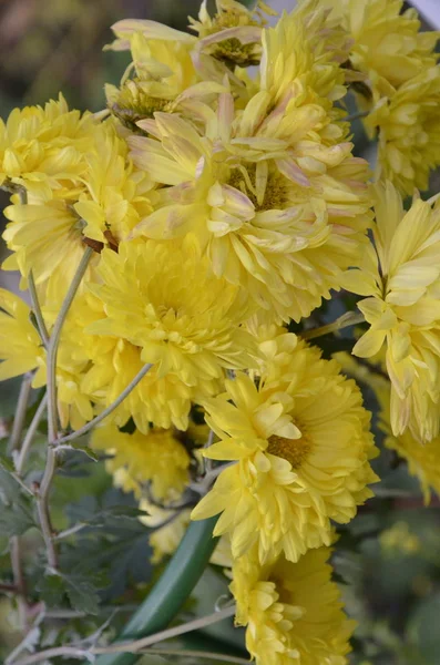 Schöne Helle Gelbe Chrysanthemen Einem Sonnigen Tag — Stockfoto