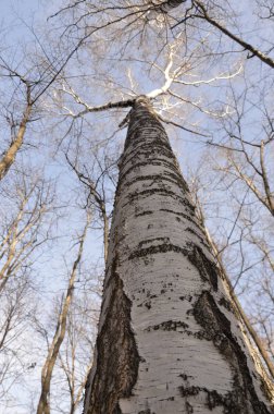 Huş ağacı gövde, gökyüzü bırakarak. Yakın çekim