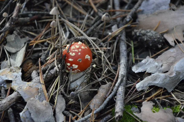 Muchomůrka Podzimním Lese Červeným Kloboukem Bílým Spots White Nohou Pokryté — Stock fotografie