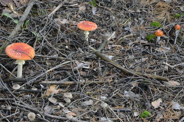 Muchomůrka Podzimním Lese Červeným Kloboukem Bílým Spots White Nohou Pokryté — Stock fotografie