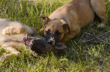 Köpekler açık kahverengi siyah burunlu, arkadaki yeşil çimenlerin üzerinde oynarken, yalan