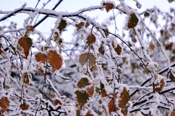 Nytt Vintern Vacker Grenarna Aspen Brun Med Kant Frusen Snö — Stockfoto