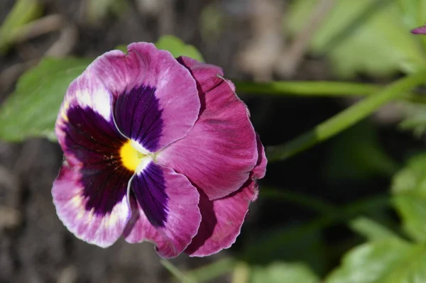 Flores viola o maricones tienen un hermoso color mixto, color Borgoña agrada a la vista. Brotes individuales con cinco pétalos en el centro de la mancha Bud, y la imagen parece un hocico —  Fotos de Stock