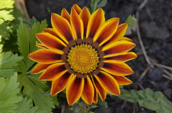 Variety peacock gazania hybrid origin. Perennial shrub, grown as an annual. The peacock has a short stalk of Gazania, narrow leaves, inflorescences more than 8 cm in diameter, tubular flowers are yellow, ligulate orange with a black spot.