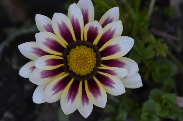 Gazania Áspero Gazania Rigens Perenne Gustooblistvennye Los Tallos Flor Alcanzan —  Fotos de Stock