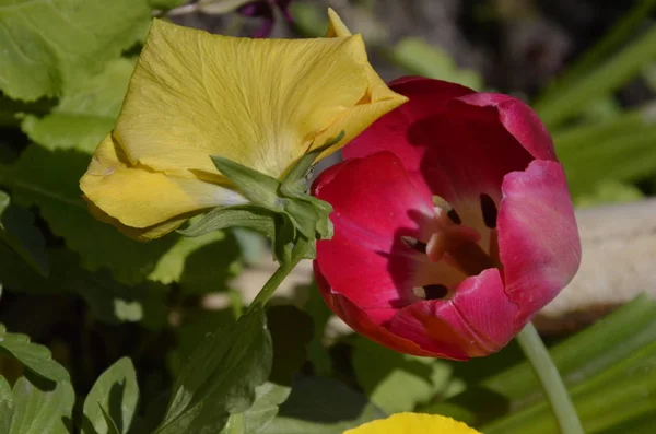 Variedades Tulipanes Oxford Oxford Flores Amarillas Una Las Variedades Confiables —  Fotos de Stock