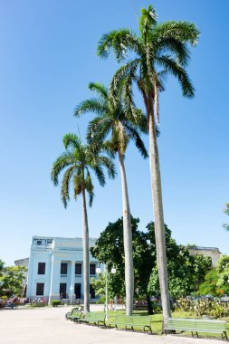 Avuç içi iris Vidal'ın park, Santa Clara, Cuba, Karayipler