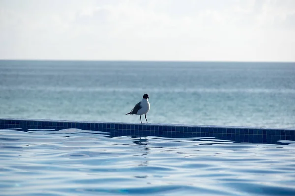Martı yüzme havuzu kenarında Cayo Guillermo, Küba, Caribbean