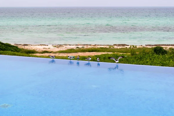 Martılar yüzme havuzu kenarında Cayo Guillermo, Küba, Caribbean