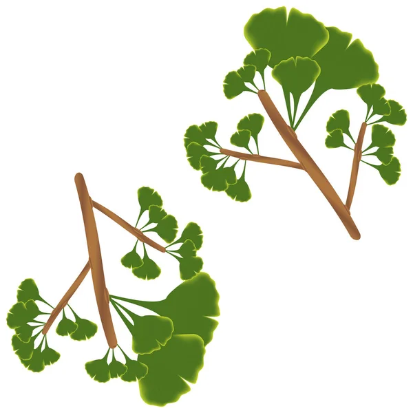 Blätter von Ginkgo biloba. — Stockvektor